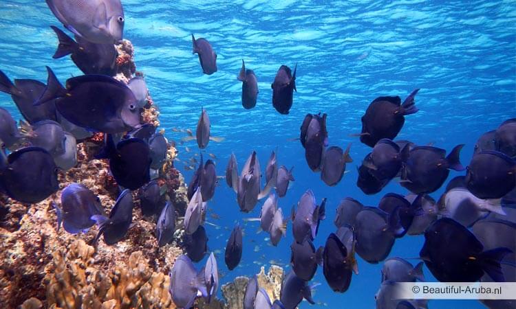 Doktersvissen op Aruba