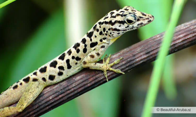 Gekko op Aruba