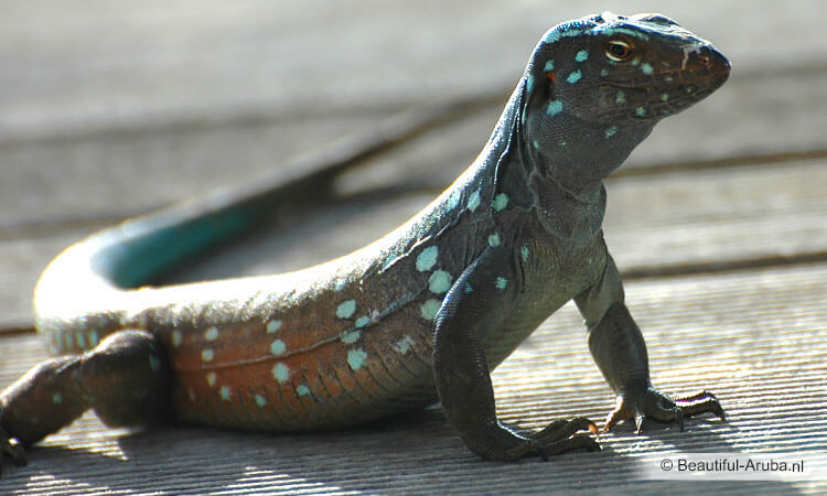 Kododo Aruba