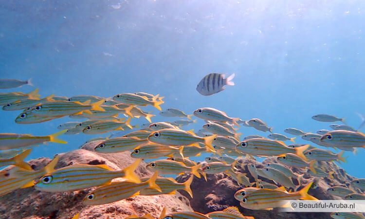 Koraalvissen Aruba