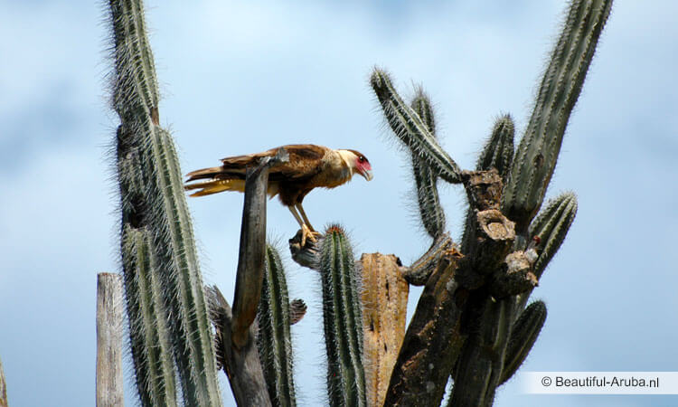 Kuifcaracara op Aruba