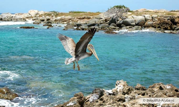 Pelikaan Aruba