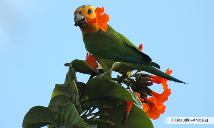 Parkiet op Aruba
