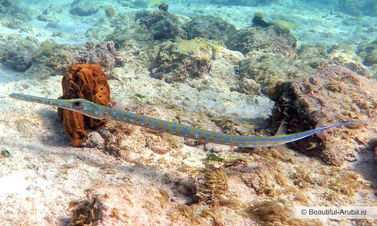 Trompetvis op Aruba