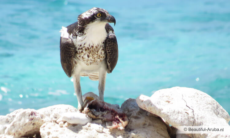 Visarend op Aruba