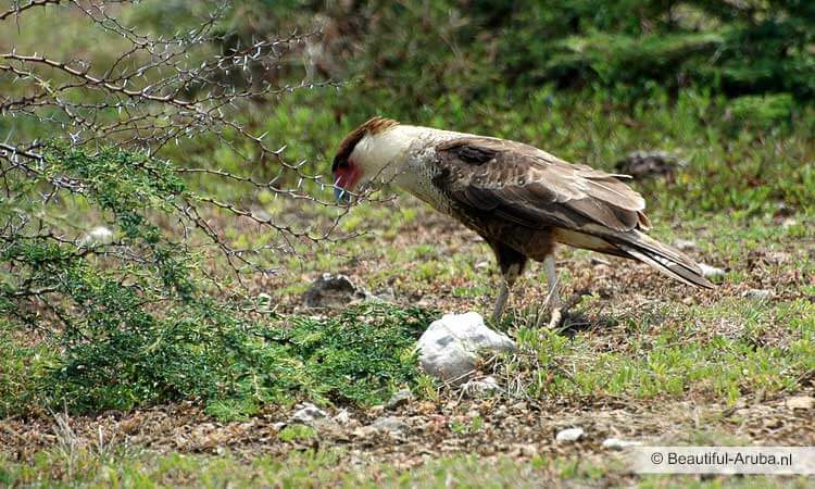 kuifcaracara