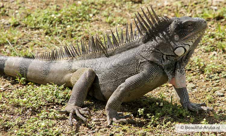 Reptiel Aruba