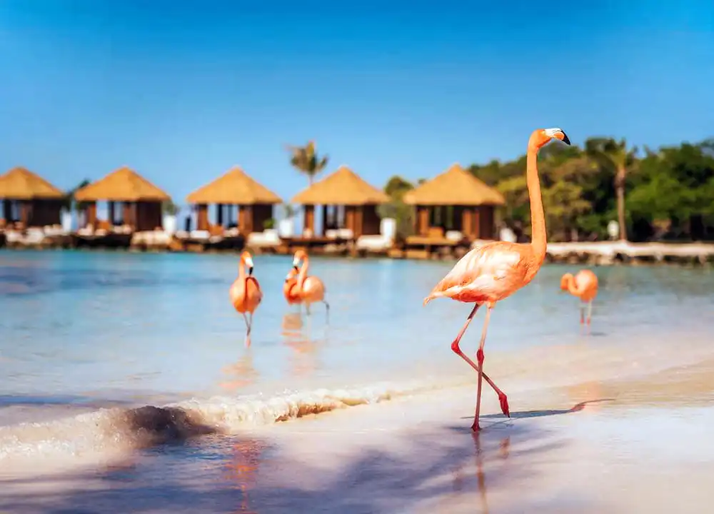 Renaissance Aruba Wind Creek Resort 