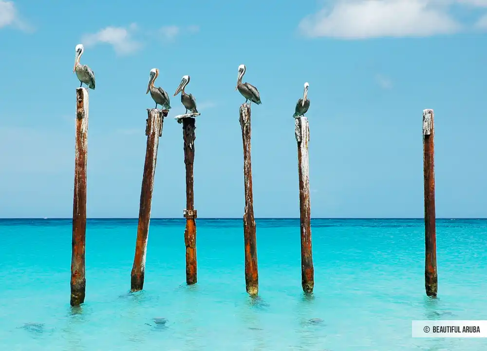 Pelikanen op Aruba