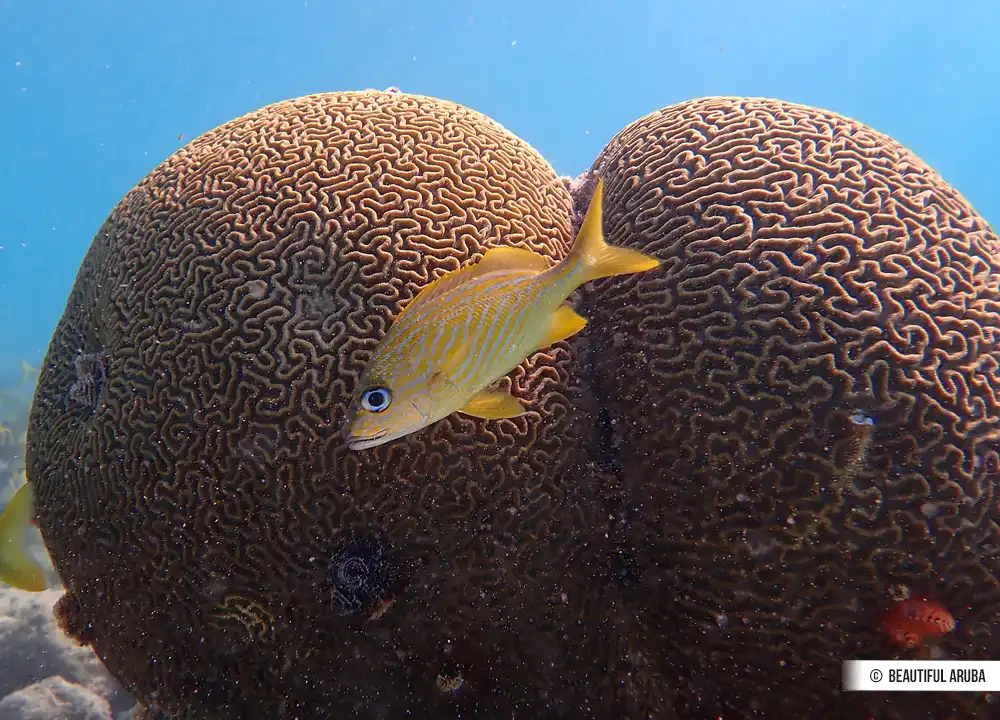 Prachtig koraal  bij Boca Catalina