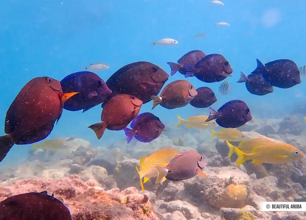 Tropische vissen Aruba