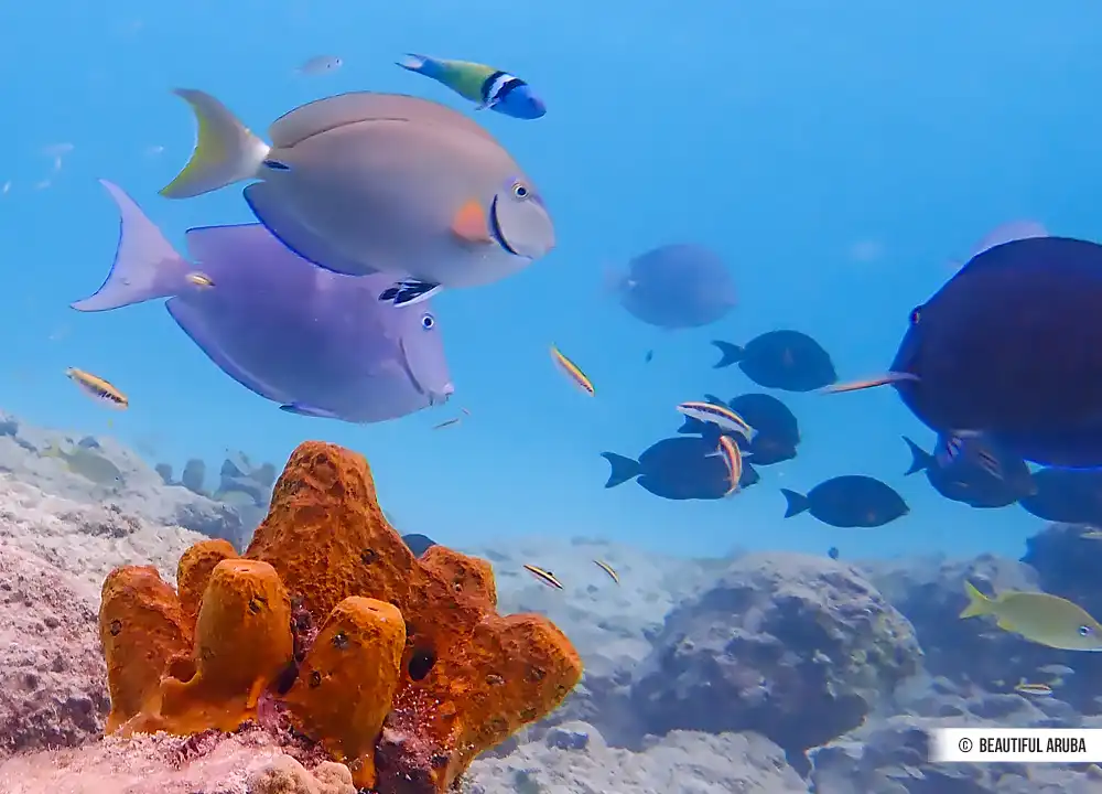 Snorkelen op Aruba