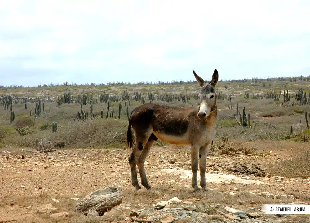 Ezel op Aruba