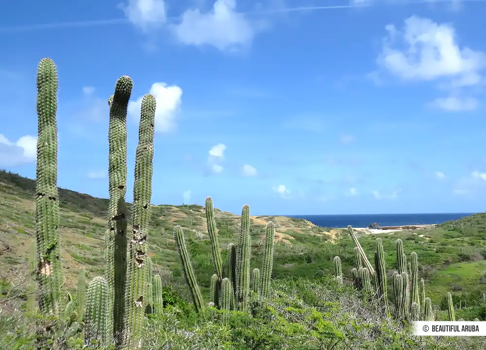 Cactussen op Aruba