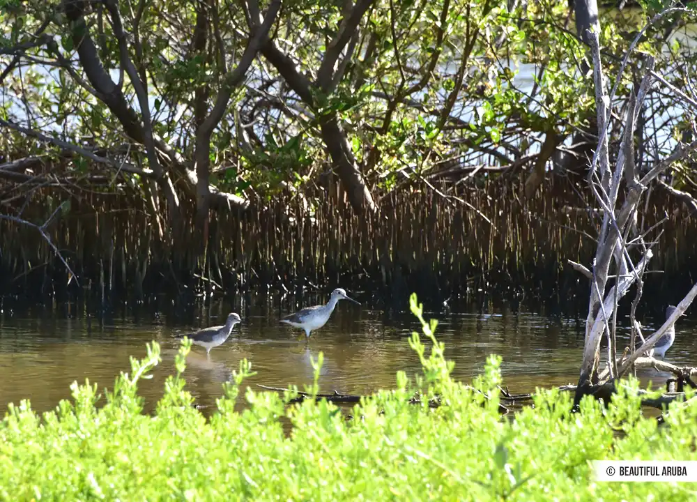 Mangrovebos Spaans Lagoen