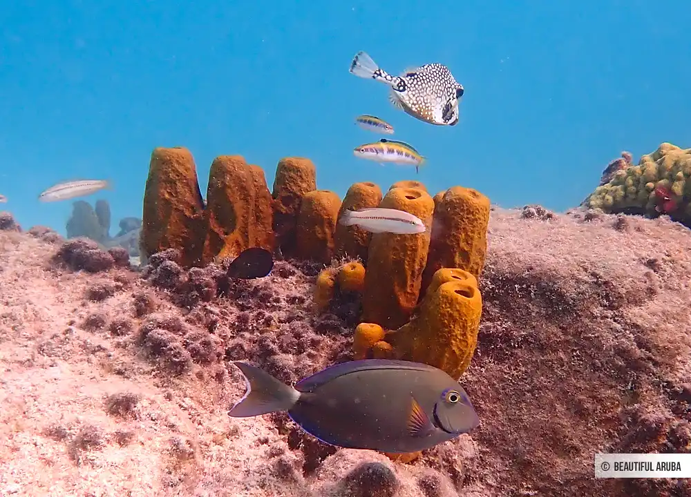 Snorkelen bij Boca Catalina