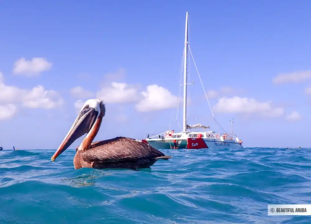 Pelikaan tijdens het snorkelen bij Boca Catalina.
