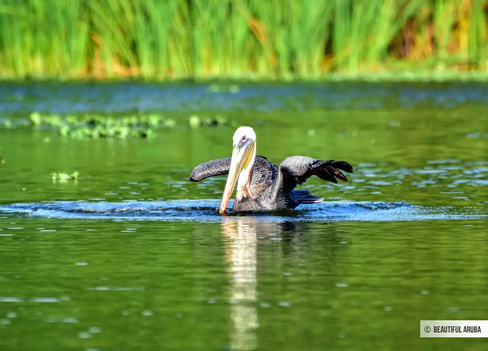 Pelikaan in het Bubali vogelreservaat