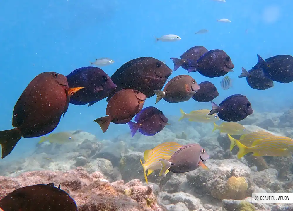 Rifvissen Aruba