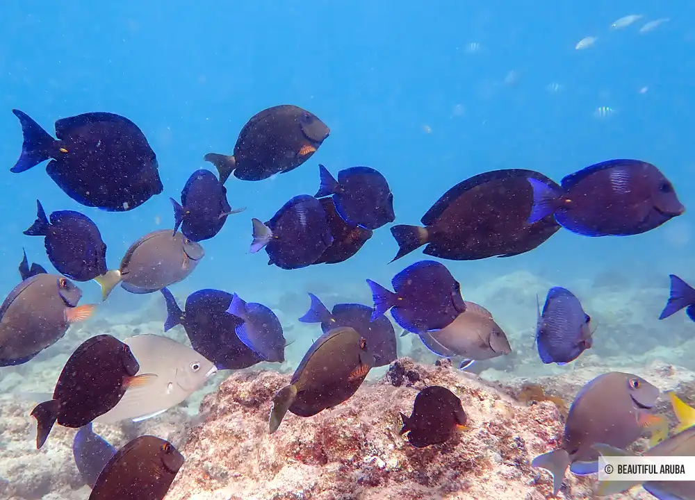 Rifvissen bij Boca Catalina