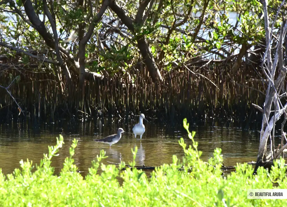 Vogels Spaans Lagoen Aruba