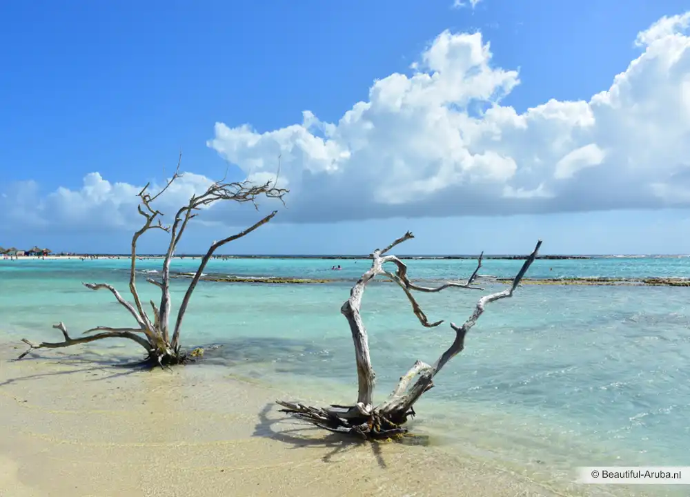Baby Beach Aruba