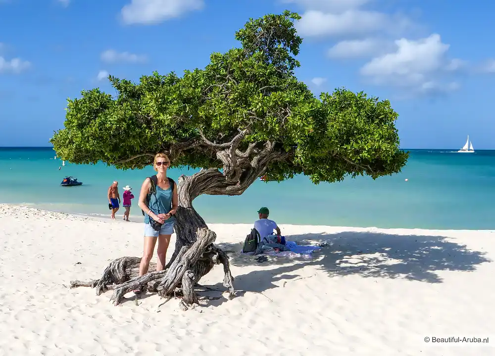 Fofoti boom op Eagle Beach