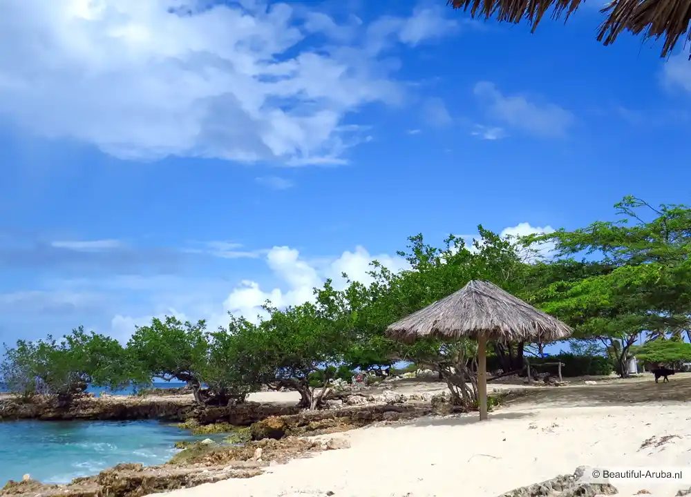 Malmok Beach Aruba