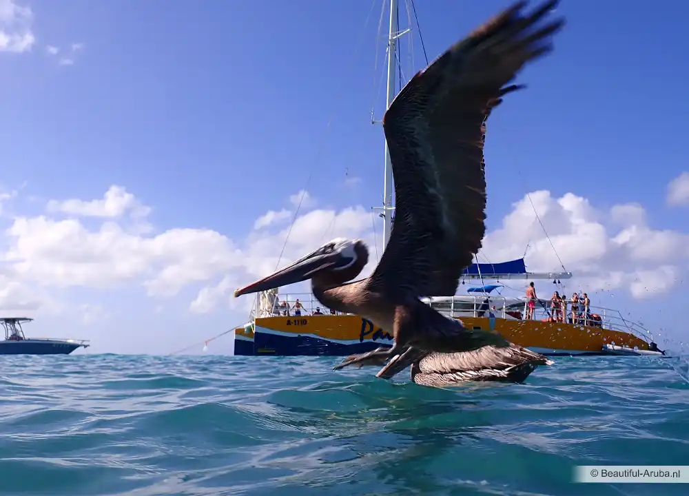 Pelikaan bij Boca Catalina
